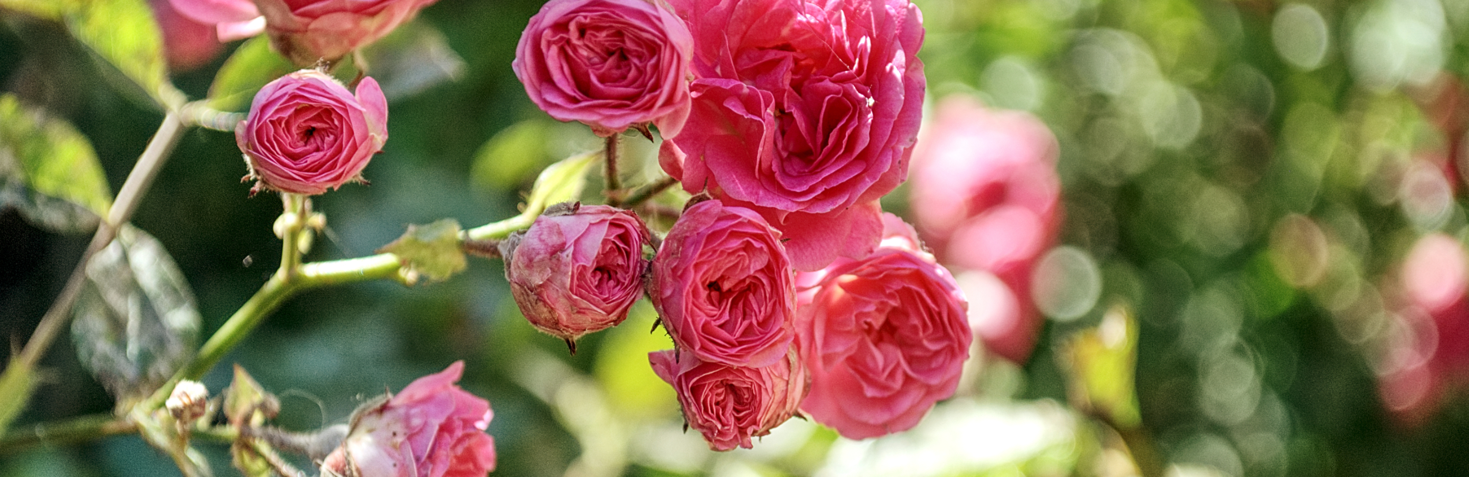  Ochrona róż przed chorobami i szkodnikami