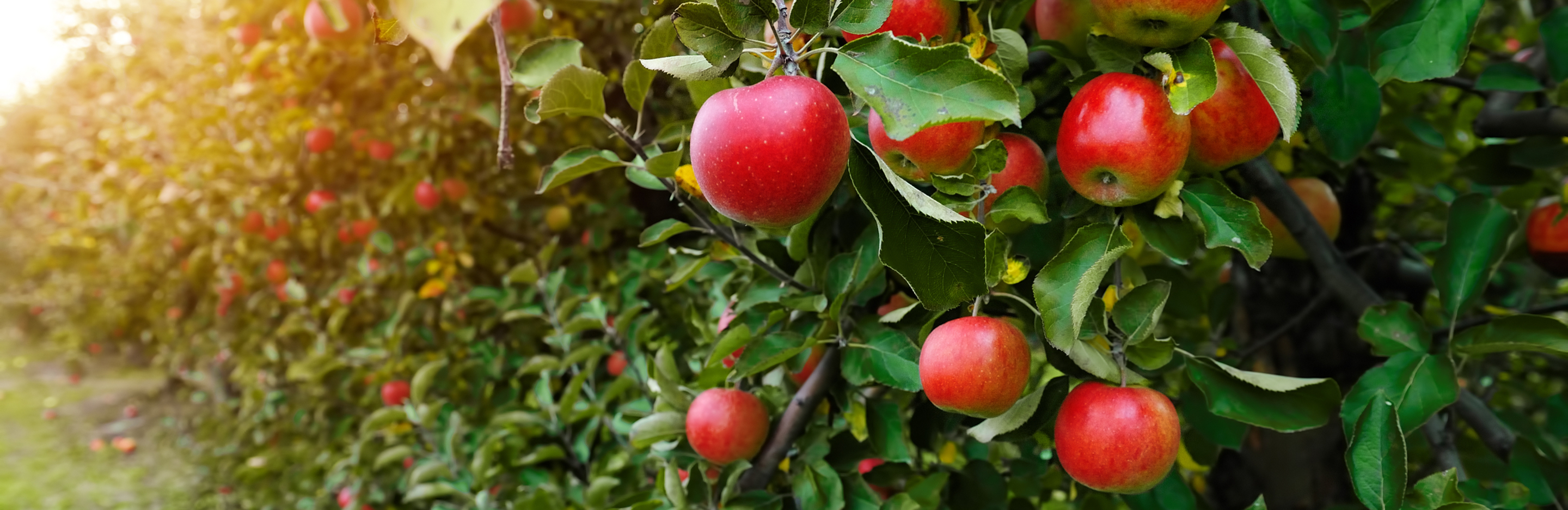  Wczesnowiosenne opryski drzew