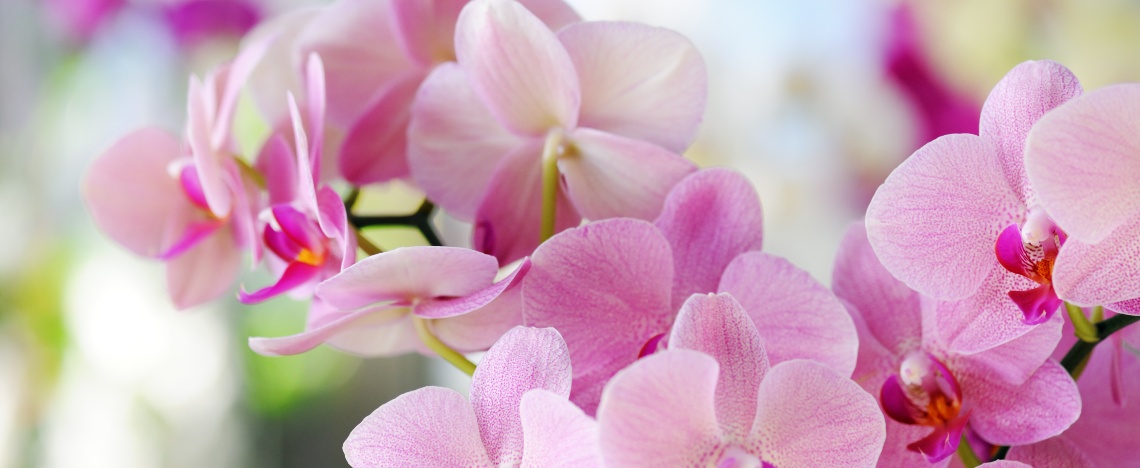 Orchidee snoeien – Phalaenopsis en Dendrobium - I Love My Garden