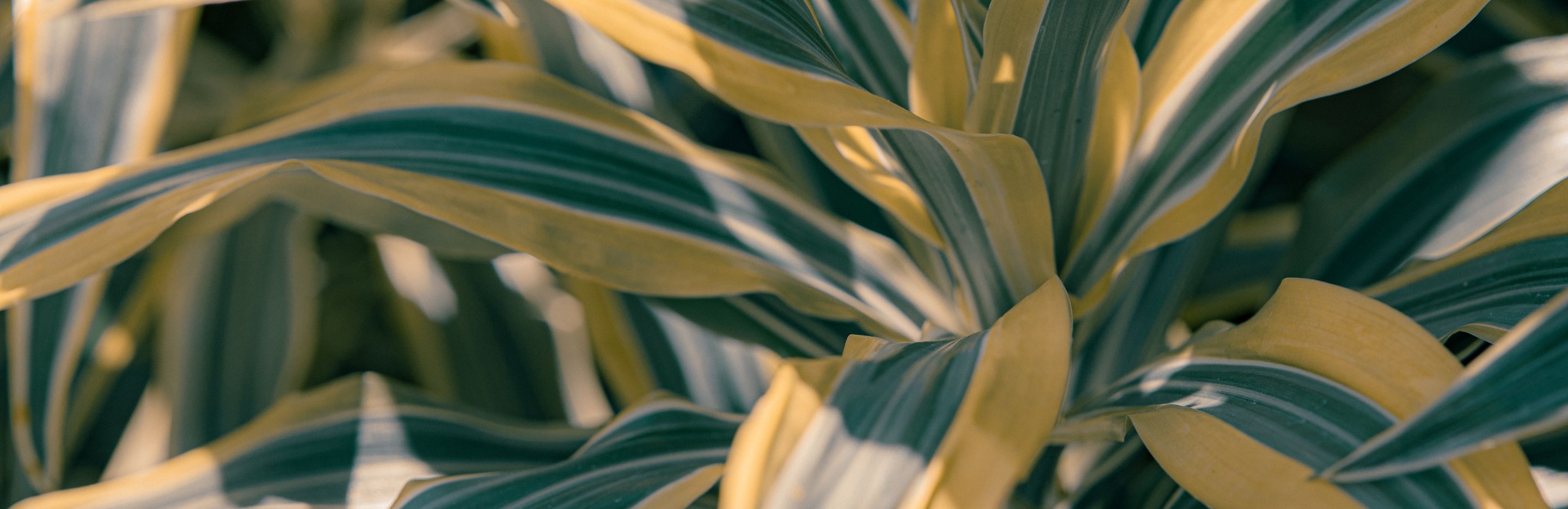 Palmy Domowe – Rodzaje, Uprawa i Pielęgnacja