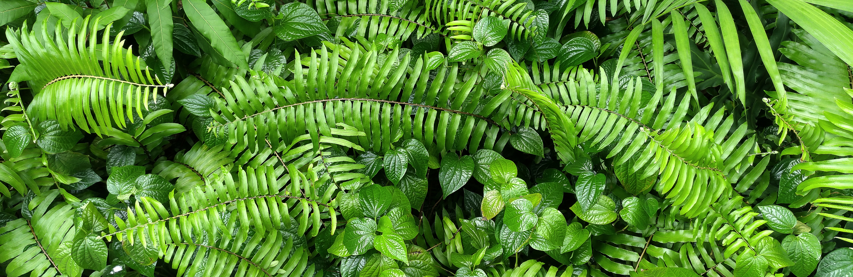 Jaka ziemia do paproci?