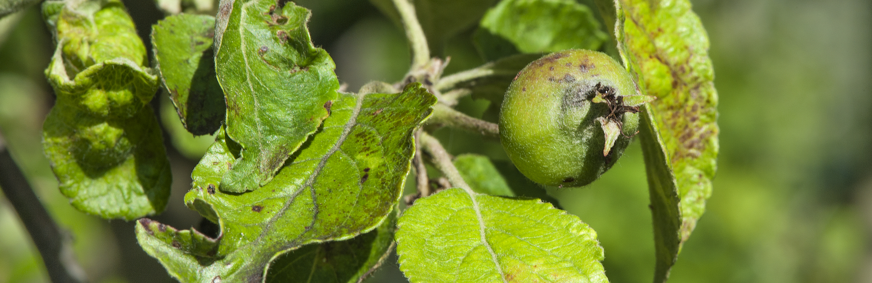  Wczesna ochrona przed parchem jabłoni 