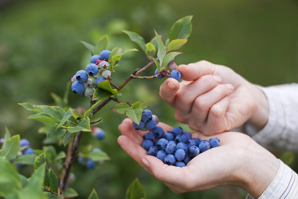 Heidelbeeren pflücken