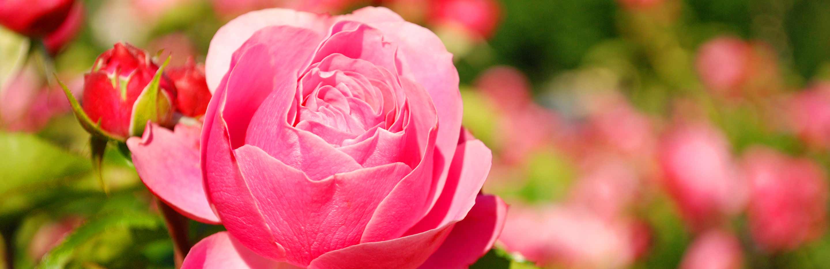 Planting bare-root plants