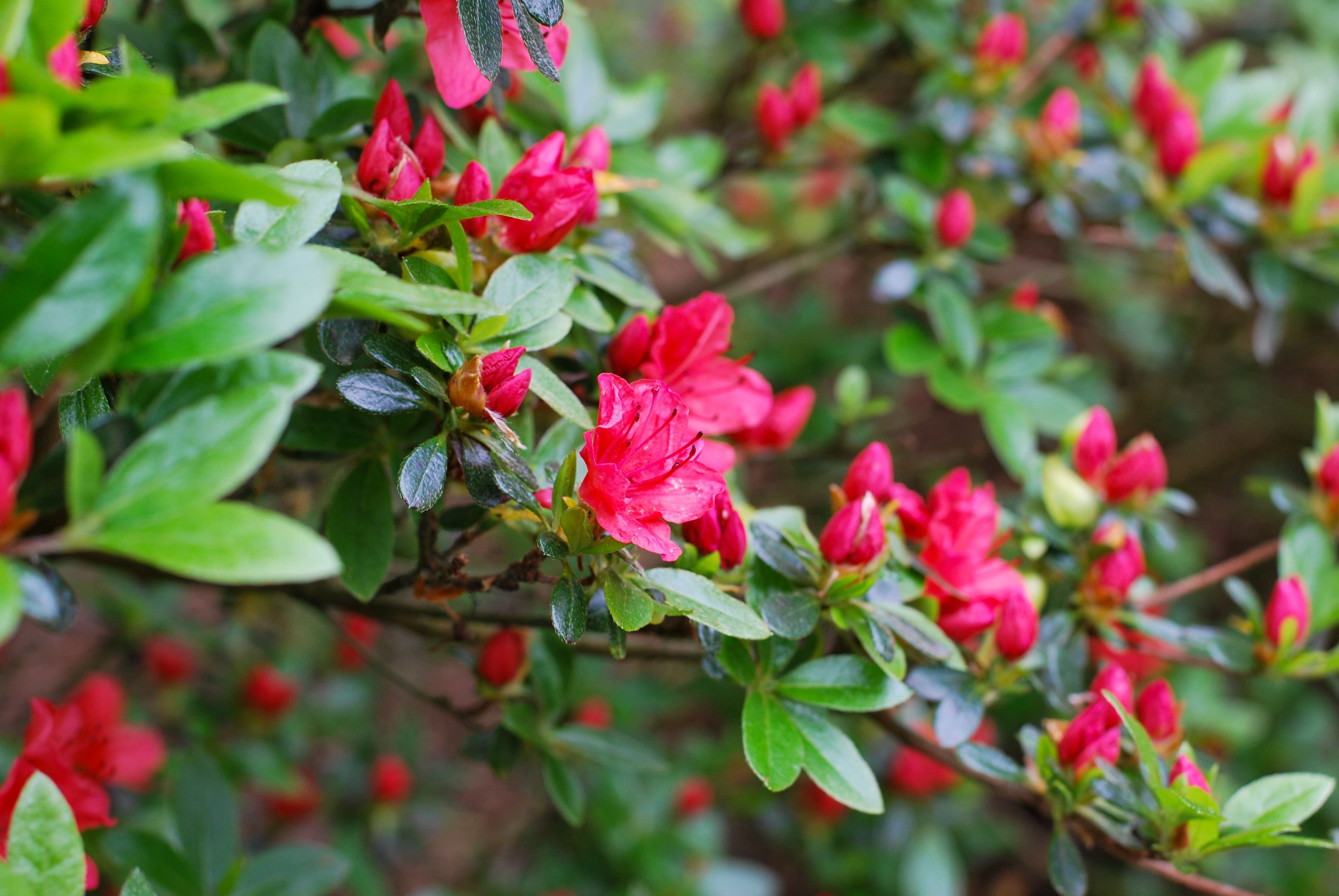 Zbliżenie na ciemnoróżowe kwiaty azalii japońskiej (Azalea Japonica)