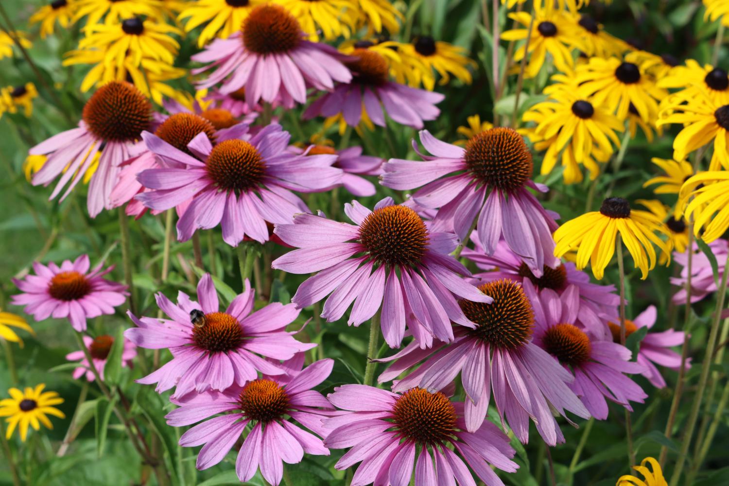 Echinacea purpurea, die östliche lila Konflower, lila Konflower, Igel Konflower, oder Echinacea, ist eine nordamerikanische Art von Blütenpflanzen in der Familie Asteraceae.