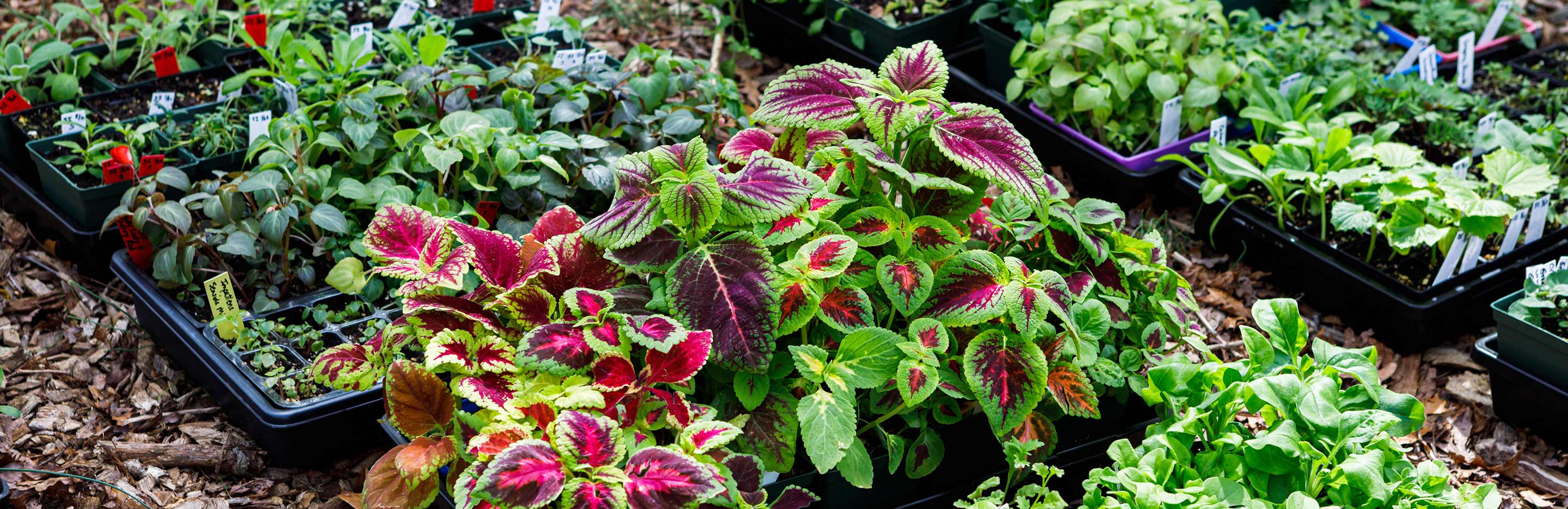 What is ‘hardening off’ of plants?