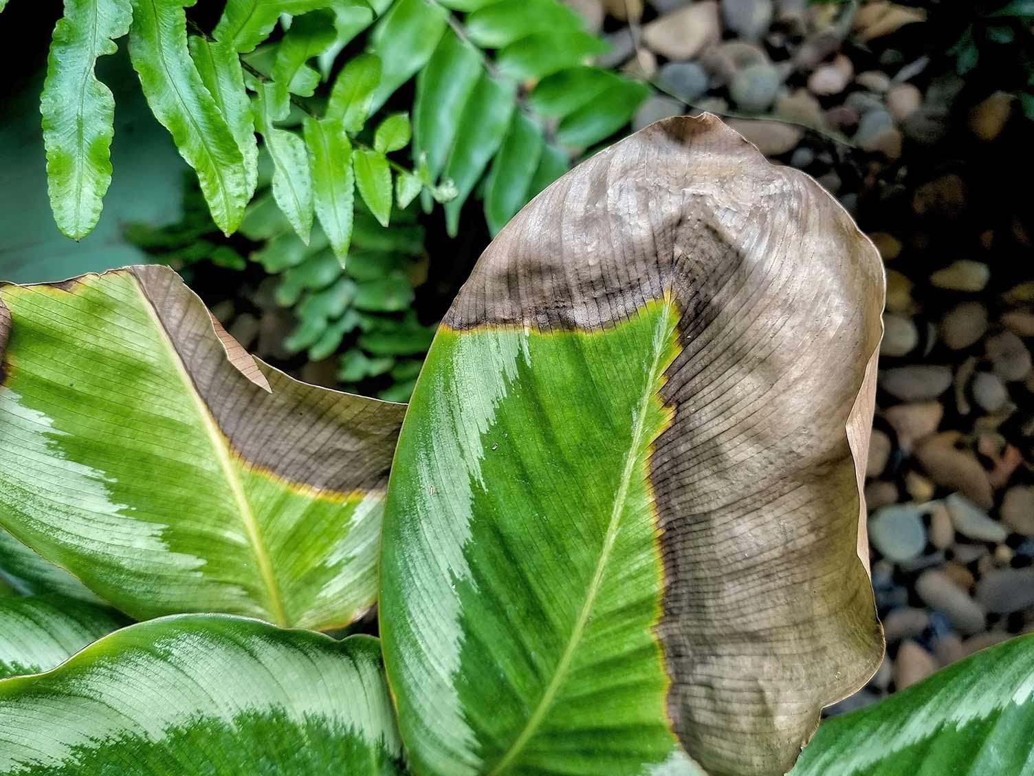 Plant die back treatment and control Love The Garden