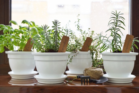 Notre guide pour planter des herbes aromatiques