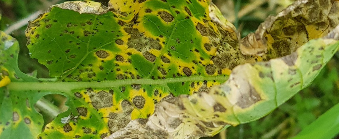 Reconnaître les 8 maladies des plantes les plus courantes - I Love My Garden