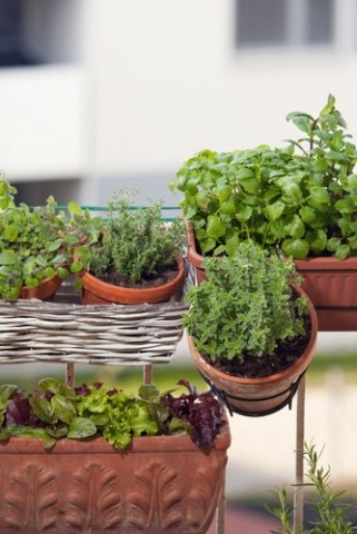 plantes_aromatiques.jpg null