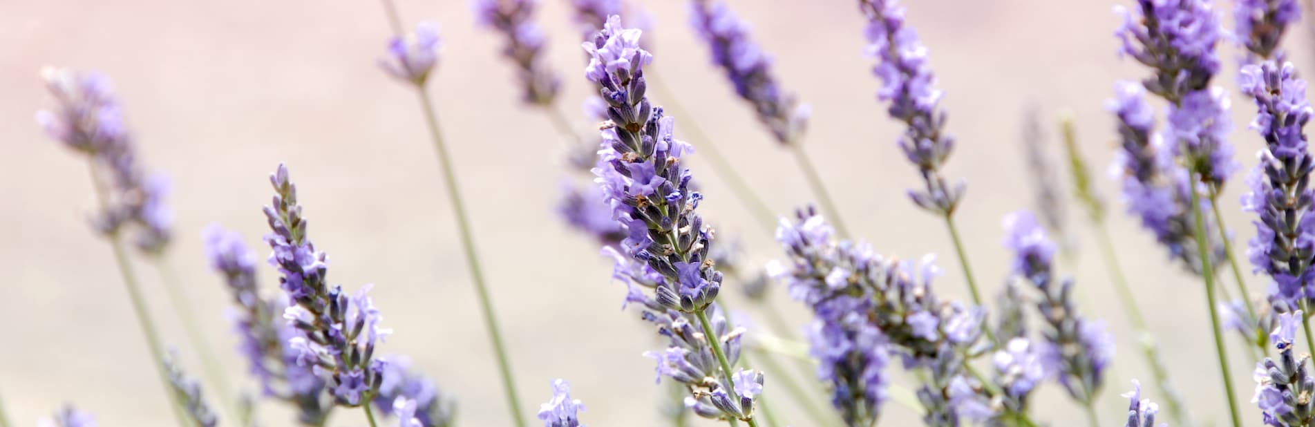 Plants Proven To Help Your Quality Of Sleep