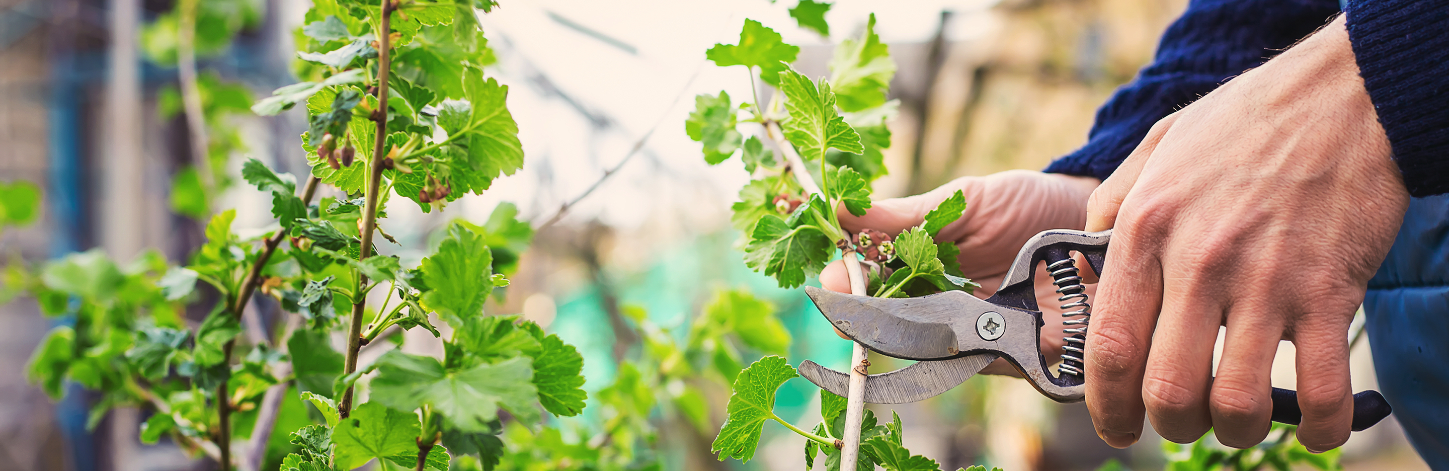 Przycinanie porzeczki