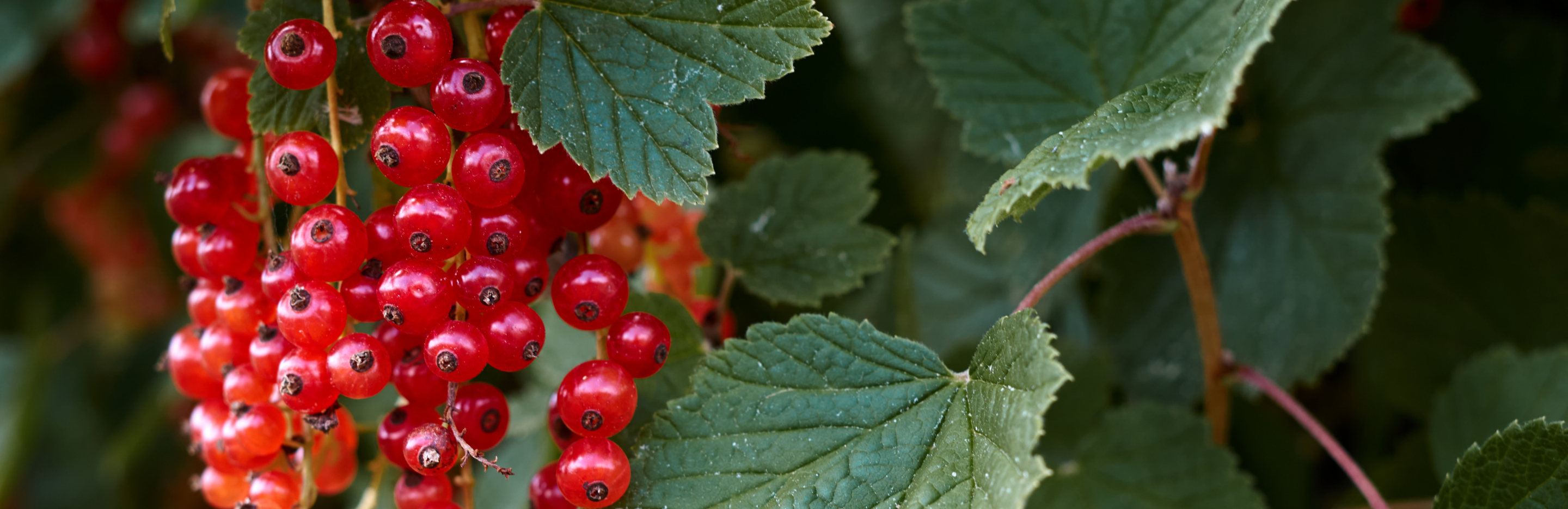 Choroby i szkodniki porzeczki