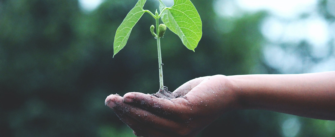 Potgrond voor bloeiende planten - Love The Garden