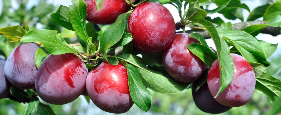 Taille du prunier - I Love My Garden