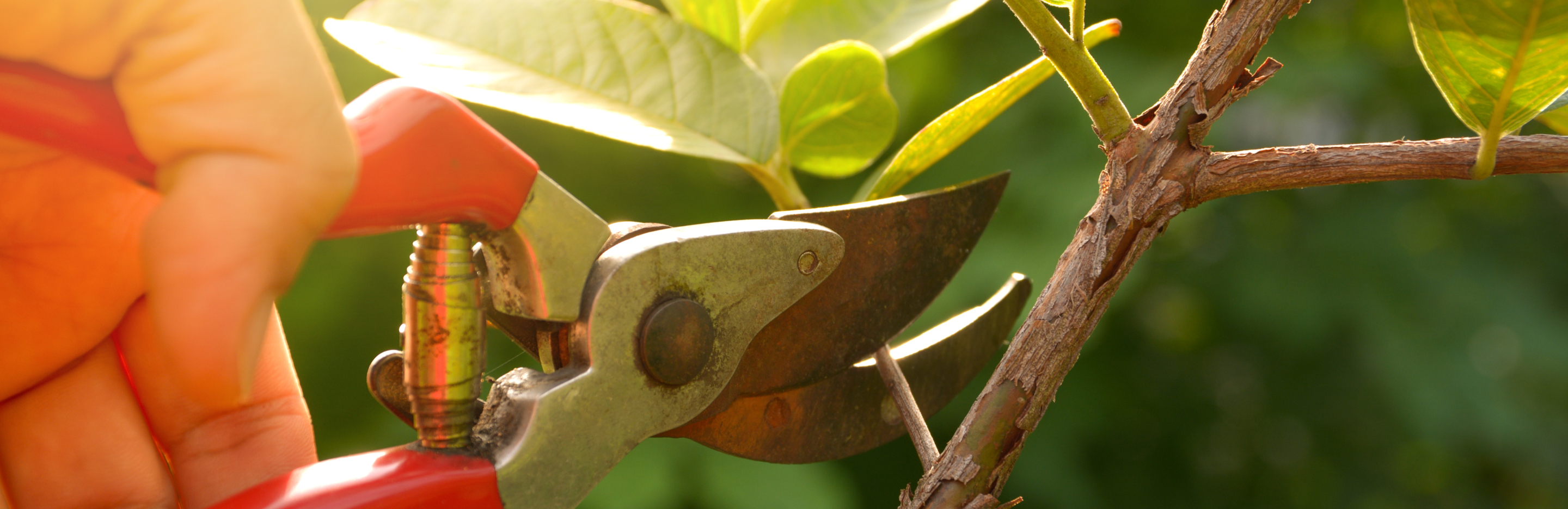 Przycinanie drzewek owocowych