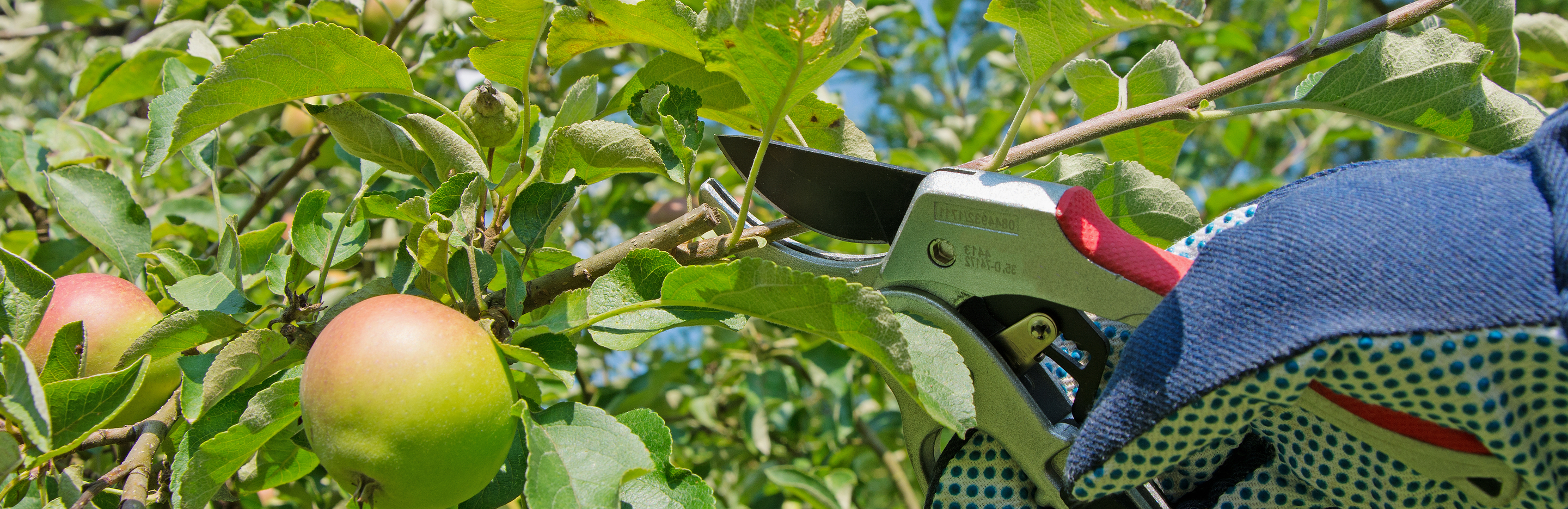 Przycinanie jabłoni