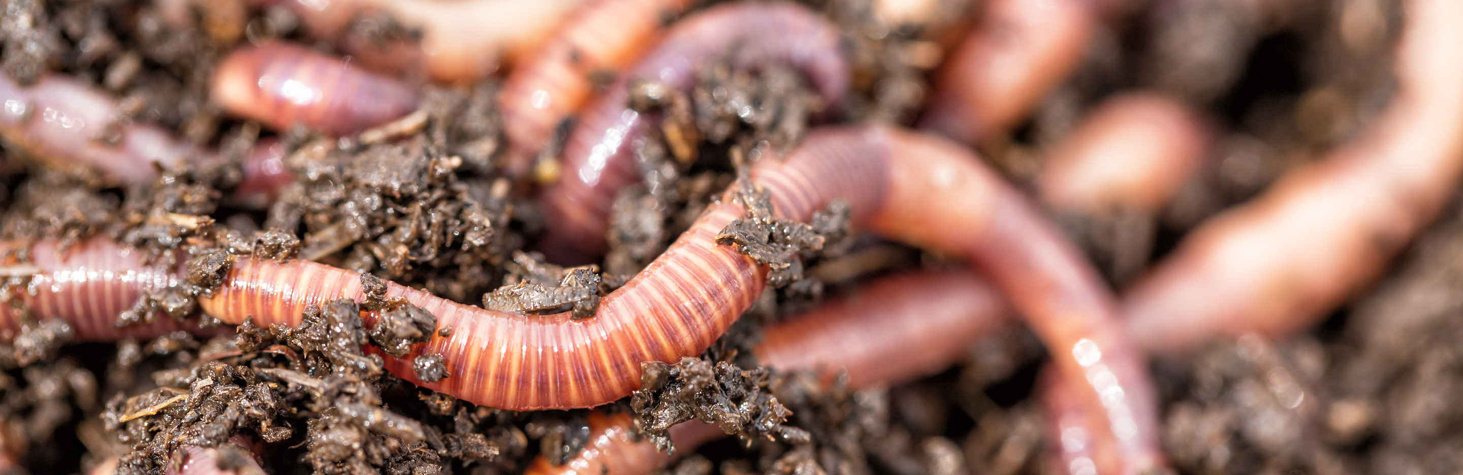  Robaki w glebie kwiatów balkonowych