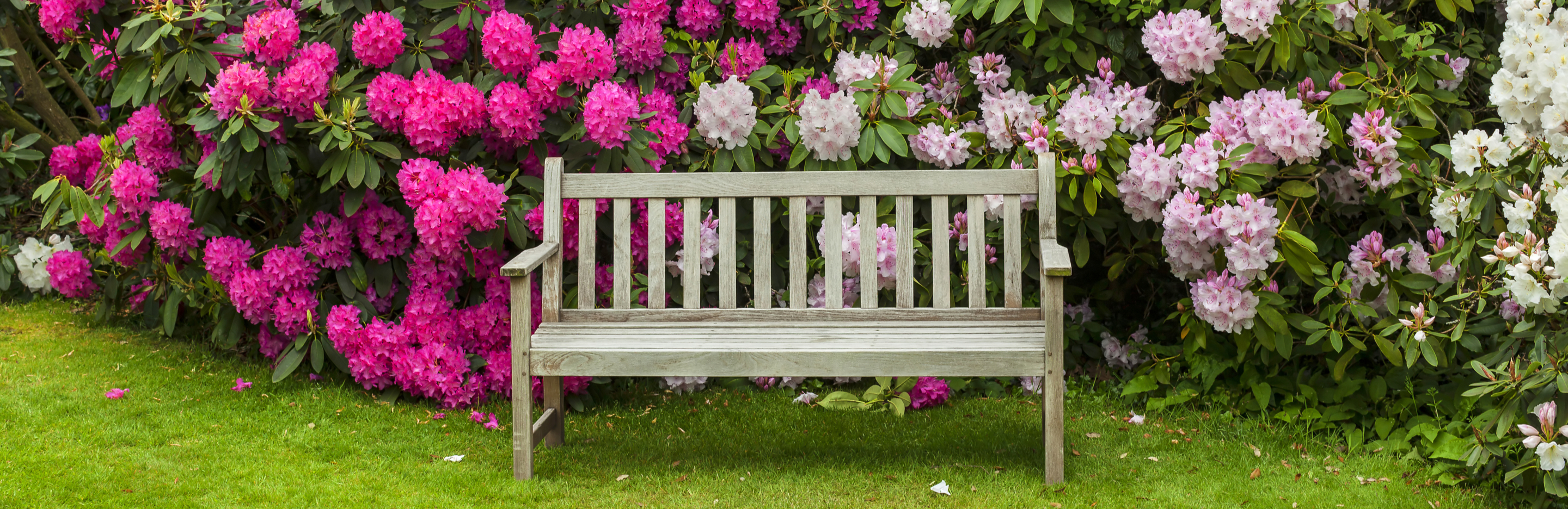  Sadzenie rododendronów