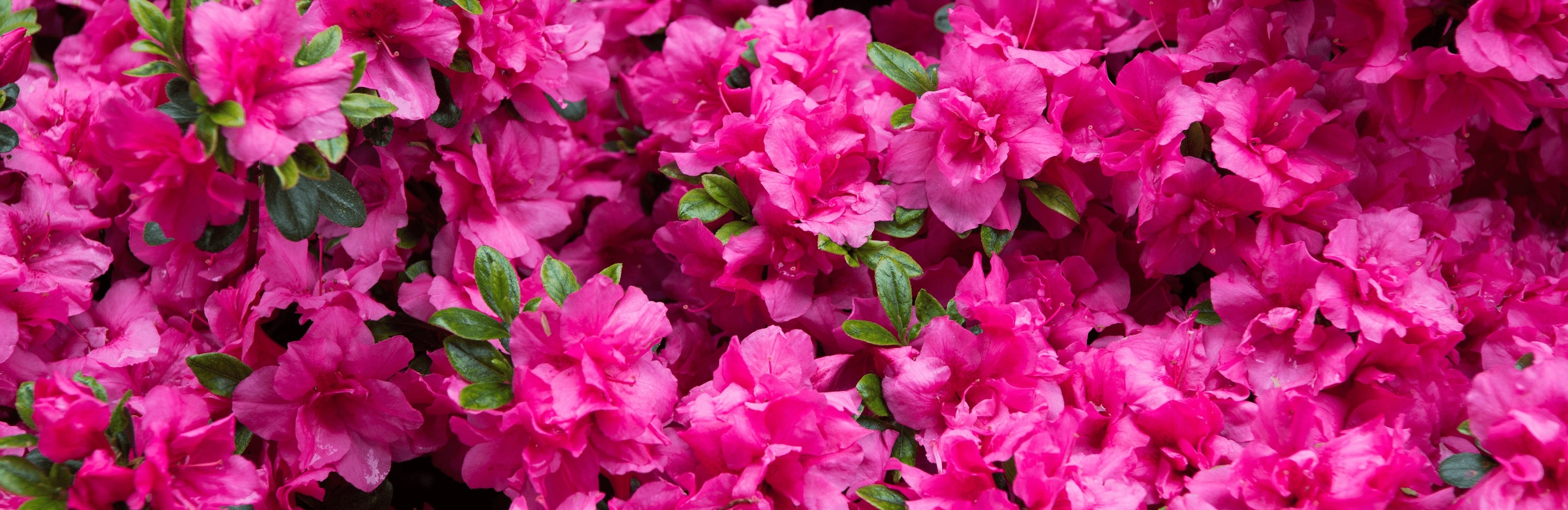 Choroby rododendronów