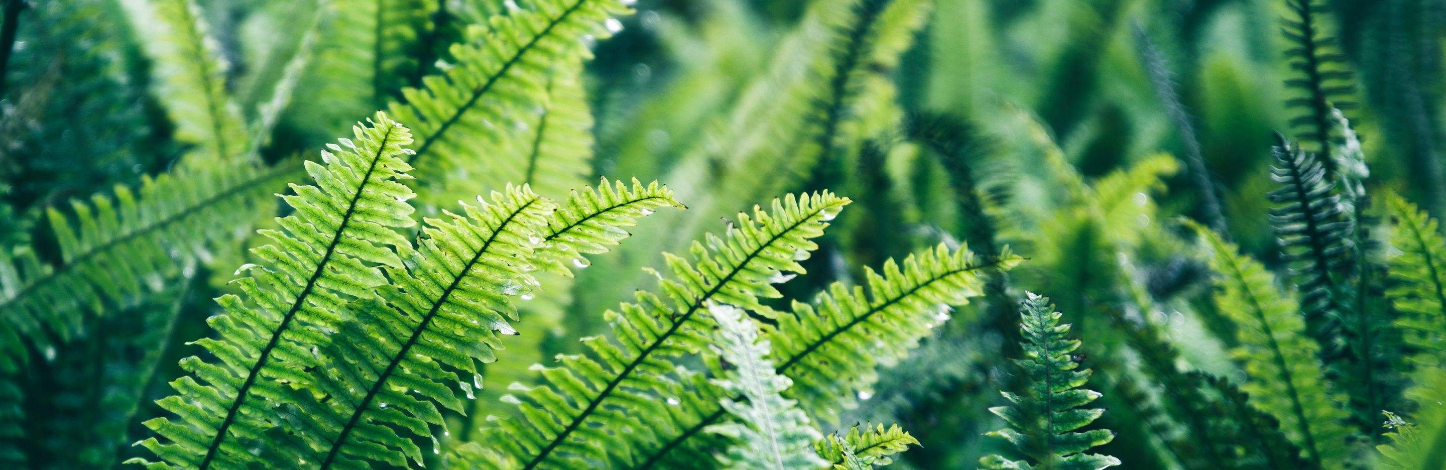 Rośliny do cienia i półcienia 