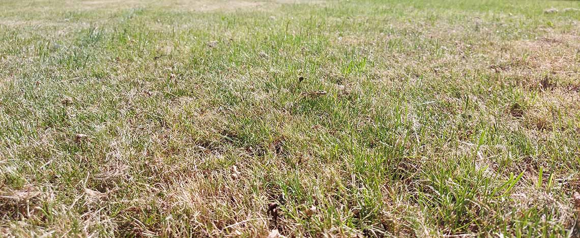 Grasmat met rosse plekken naar aanleiding van de droogte