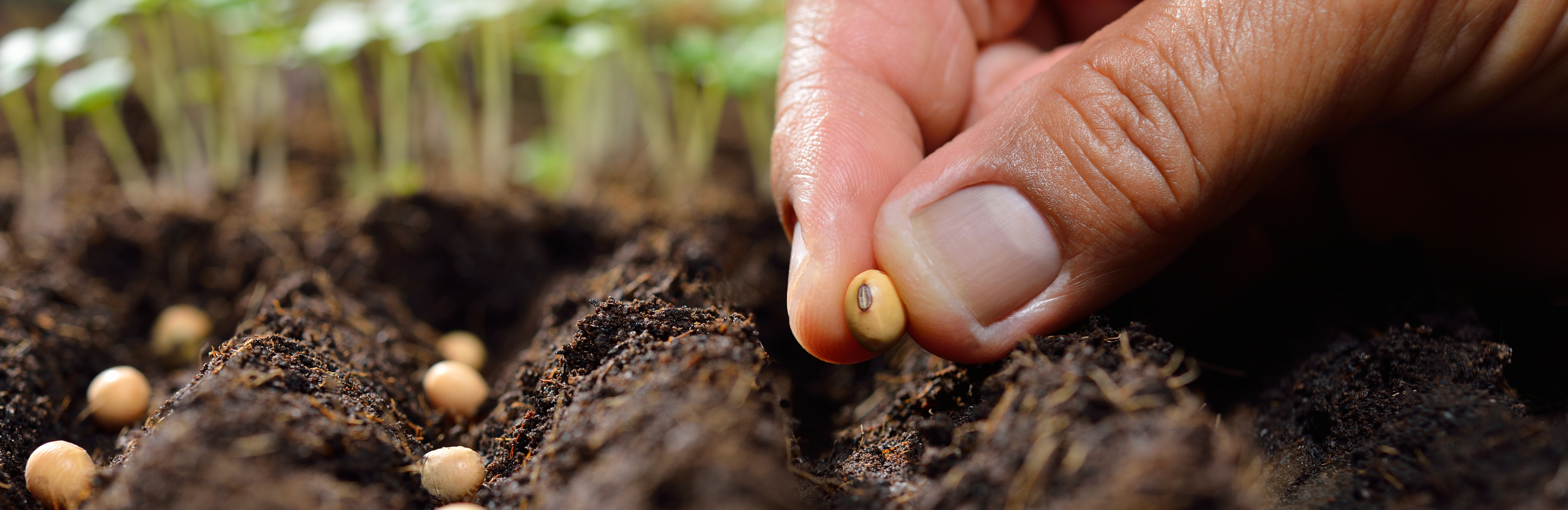 Rozsada warzyw – jaką ziemię wybrać, kiedy siejemy warzywa na rozsadę?