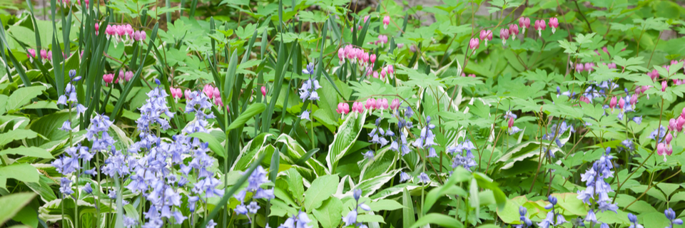 Plantes d’ombre pour votre jardin