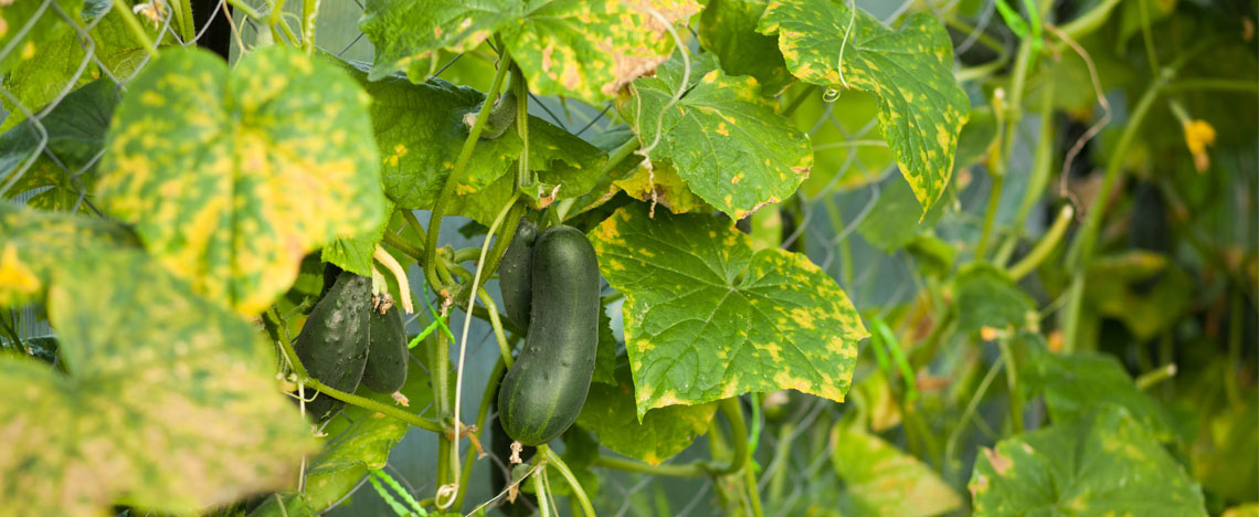 Schimmels op planten – Schimmels op potgrond - I Love My Garden