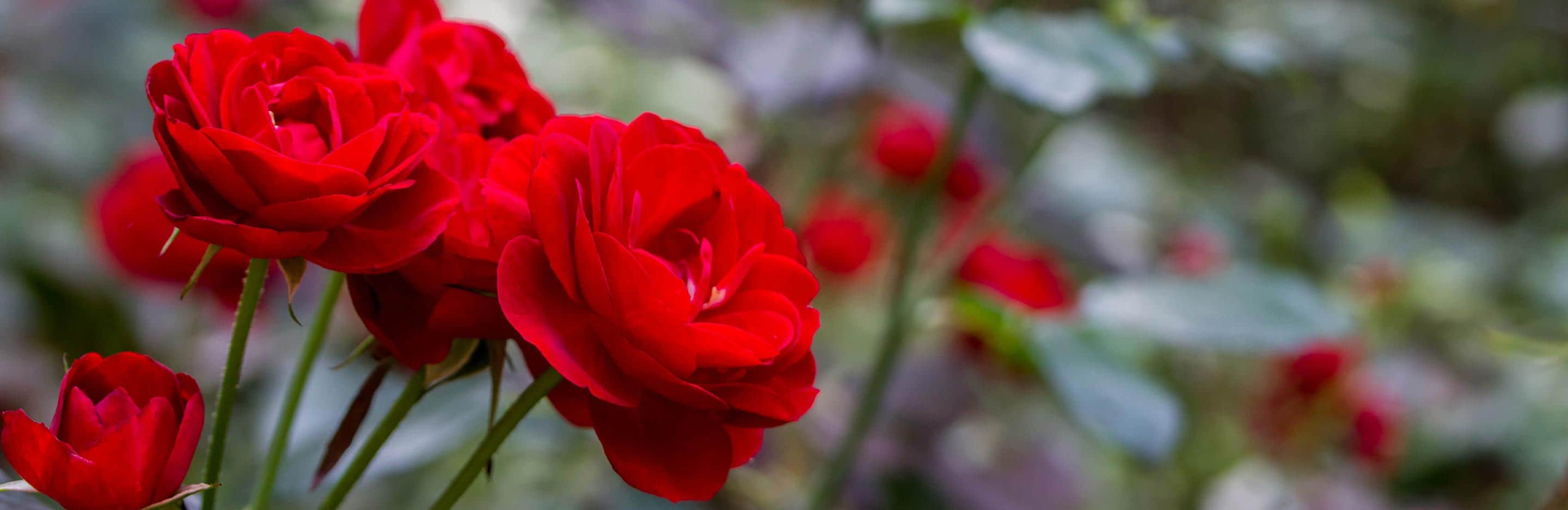 Growing Beautiful Roses at Home