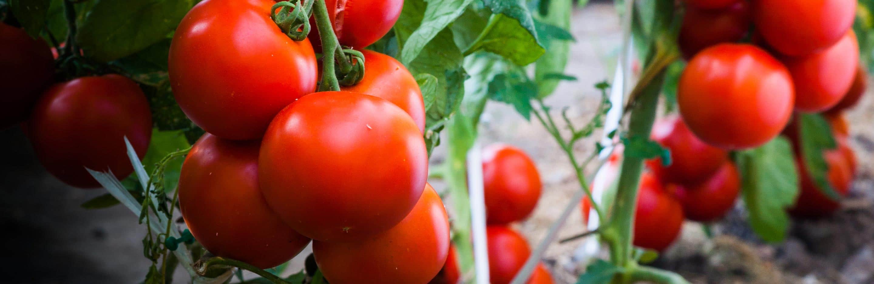 Ultimate Tomato growing guide for tips [PDF download]