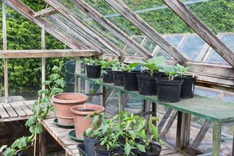 Comment utiliser une serre de jardin toute l'année ? : Mon jardin