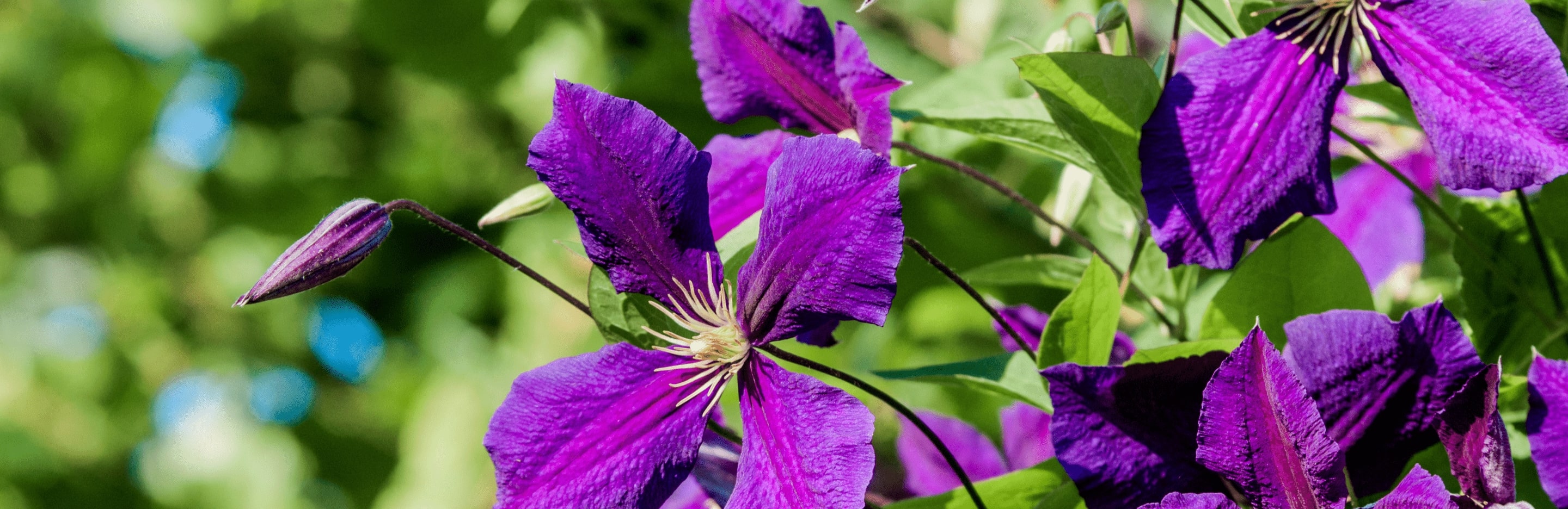 Problemy w uprawie powojników