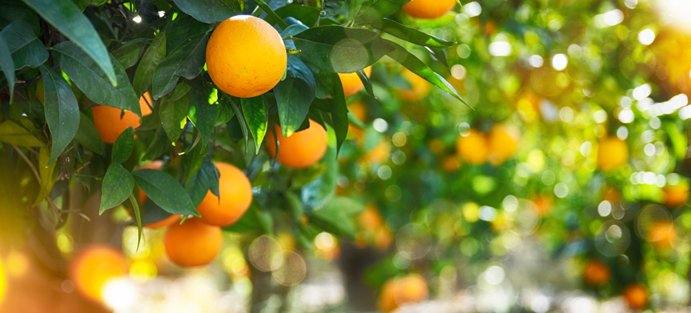 Tout savoir sur les agrumes 