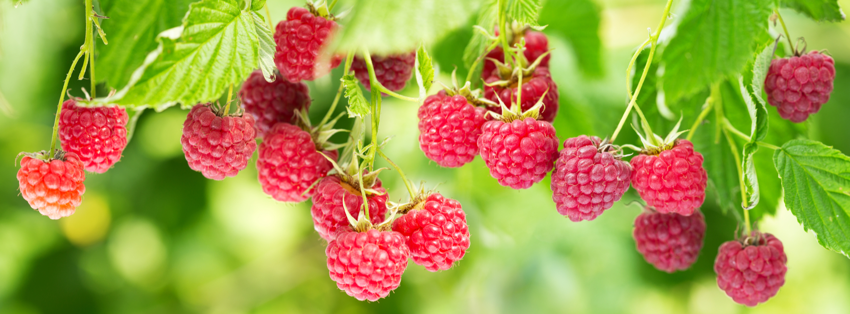 Superfoods uit de tuin