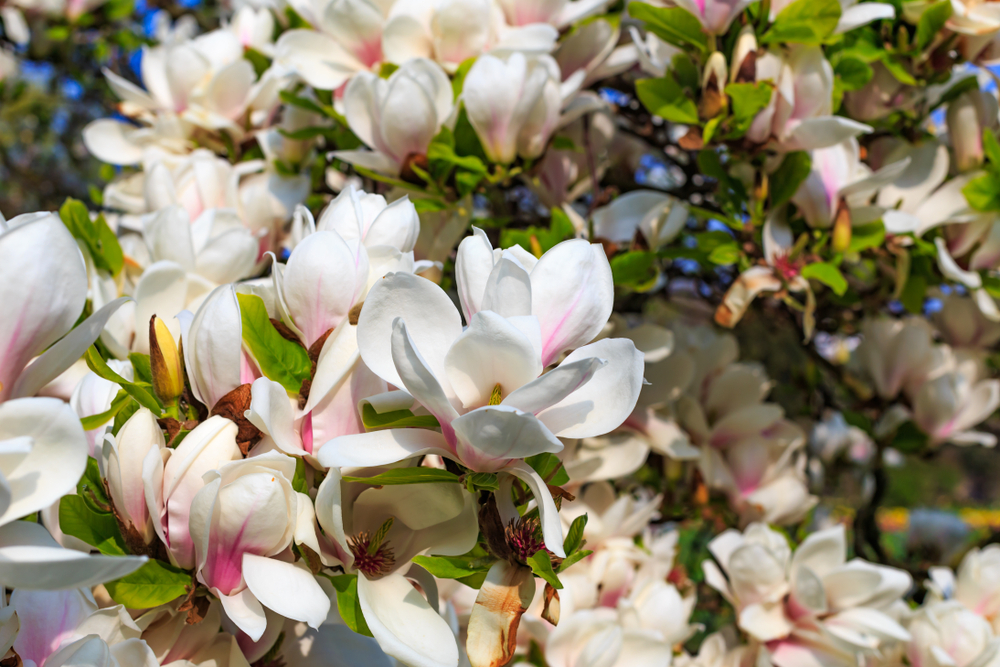 shutterstock_1037102506.jpg Culture du magnolia