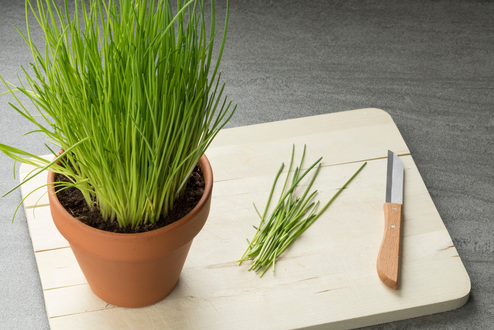 shutterstock_1045958131.jpg Culture de la ciboulette