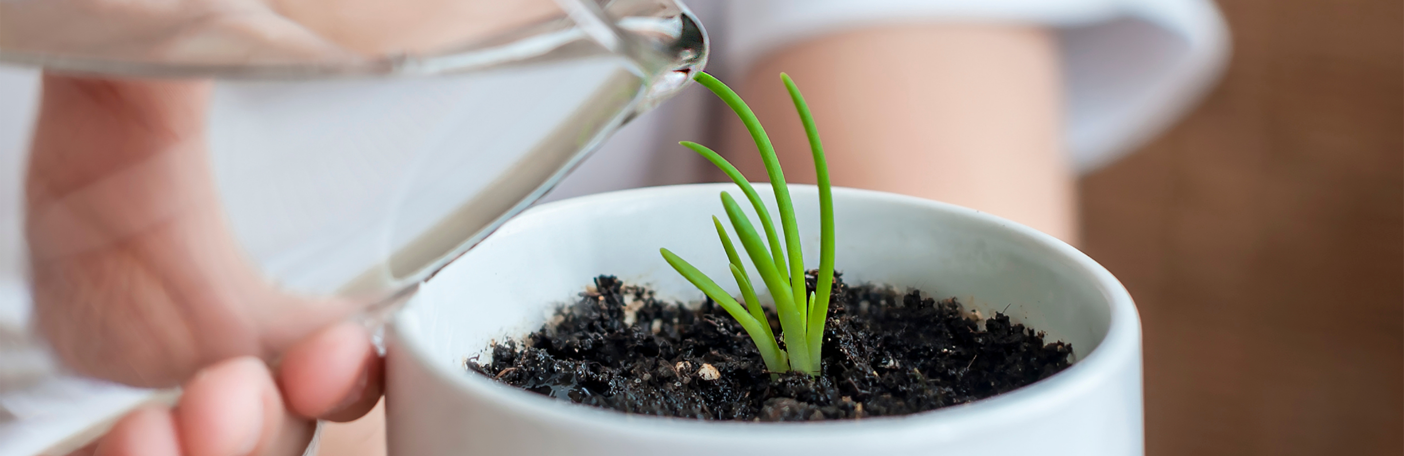  Podlewanie kwiatów domowych