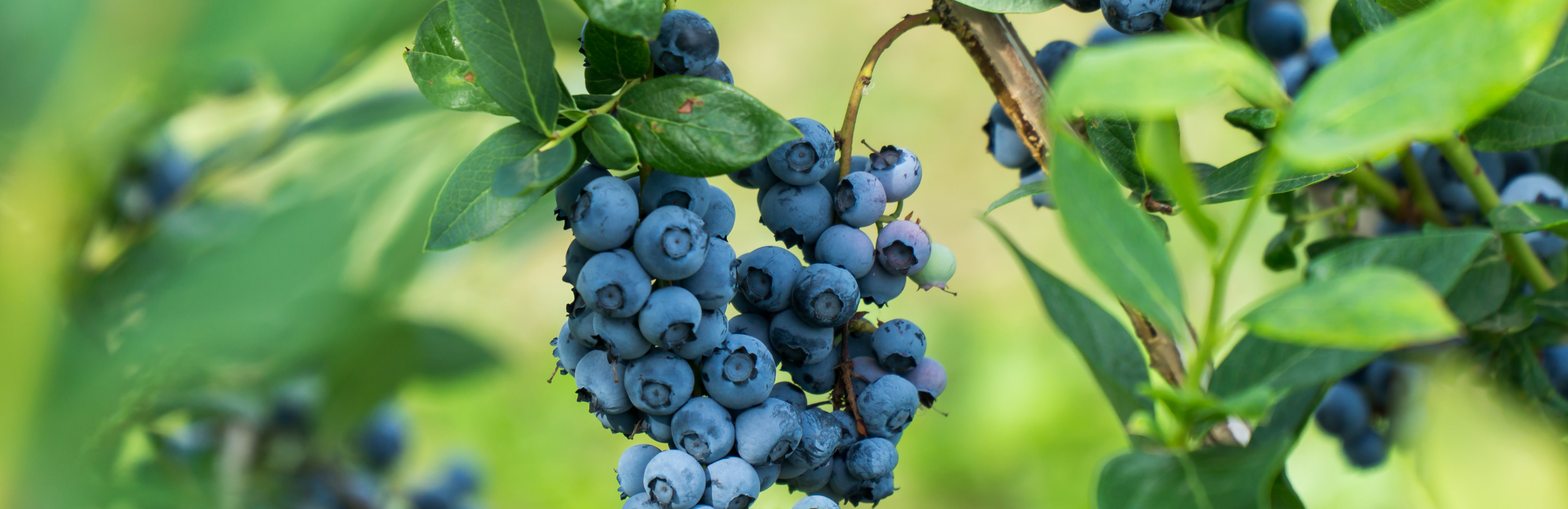   Nawożenie borówki amerykańskiej 
