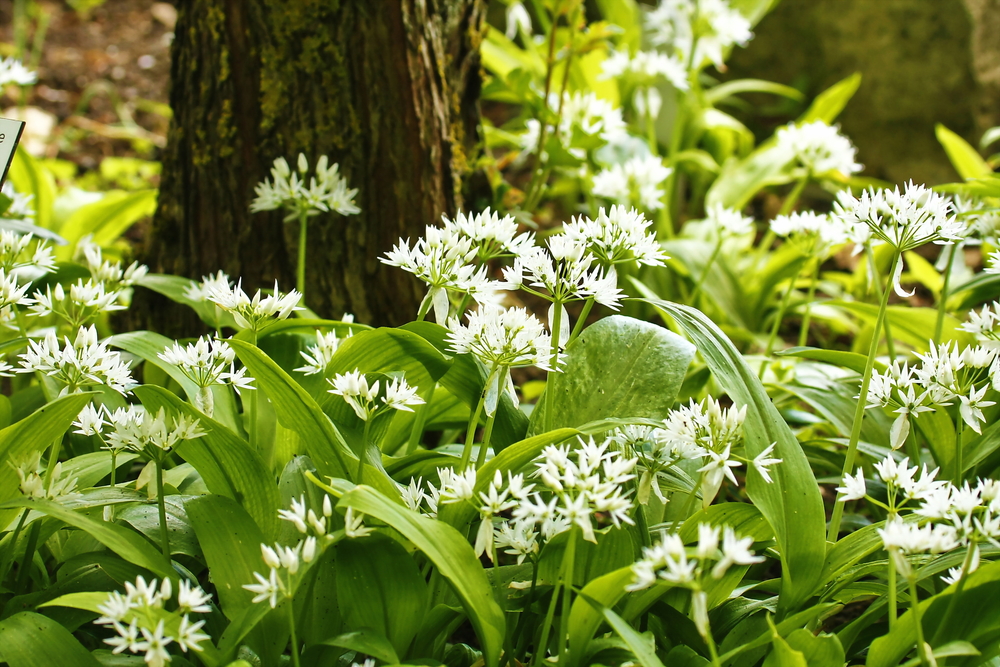 A guide to edible weeds
