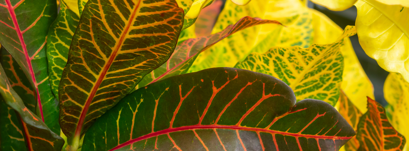 maladies des plantes