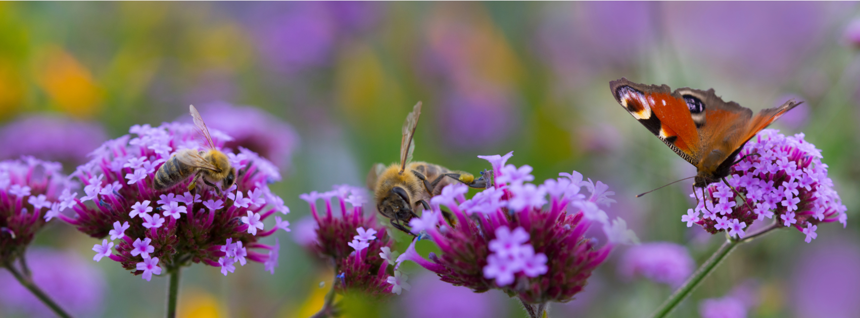 bijen en vlinders in de tuin