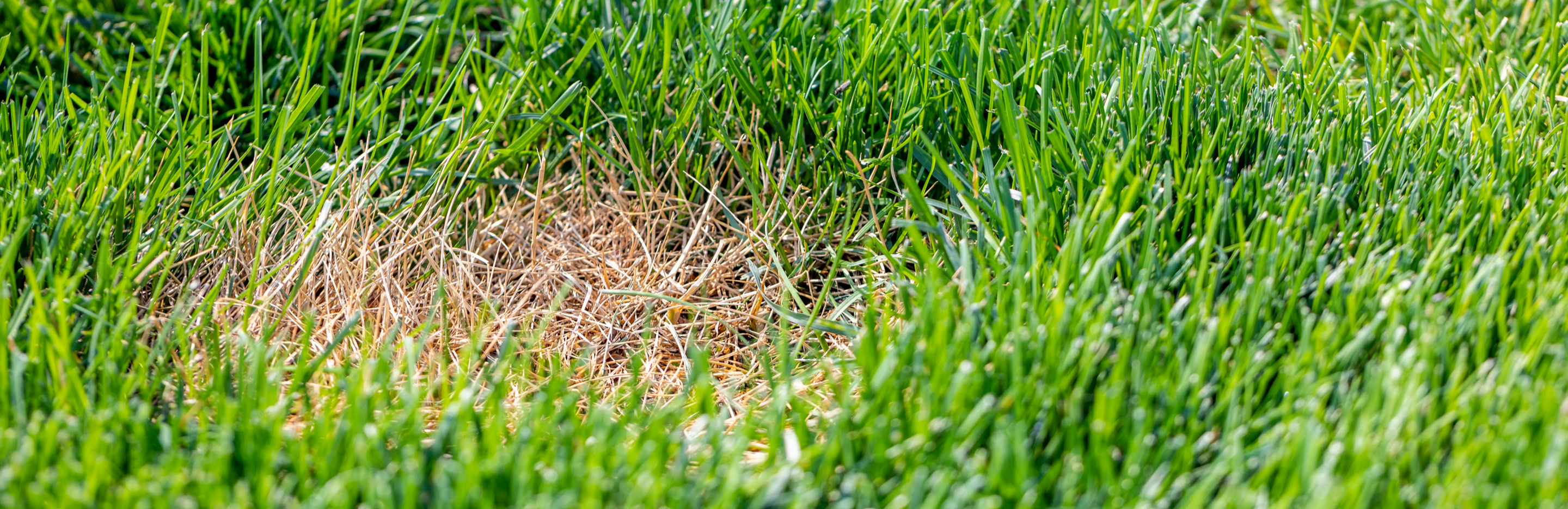 Jak uratować trawę spaloną i zniszczoną po nawożeniu?