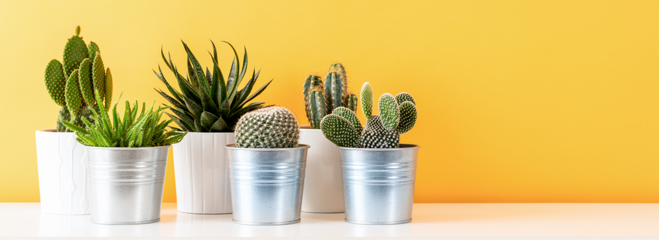 comment soigner des cactées