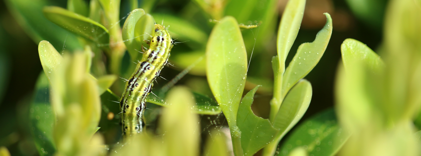 pyrales du buis Quoi faire