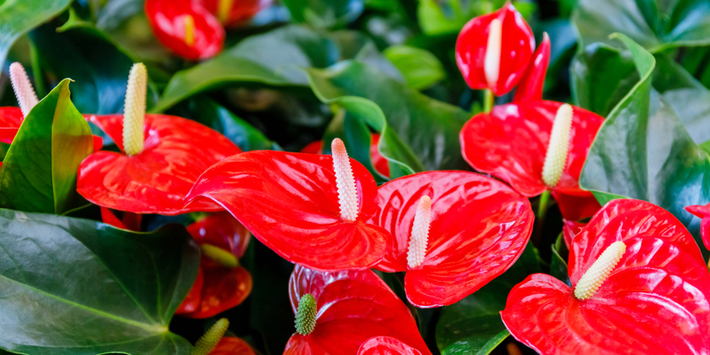 Quelles astuces pour entretenir son anthurium ?