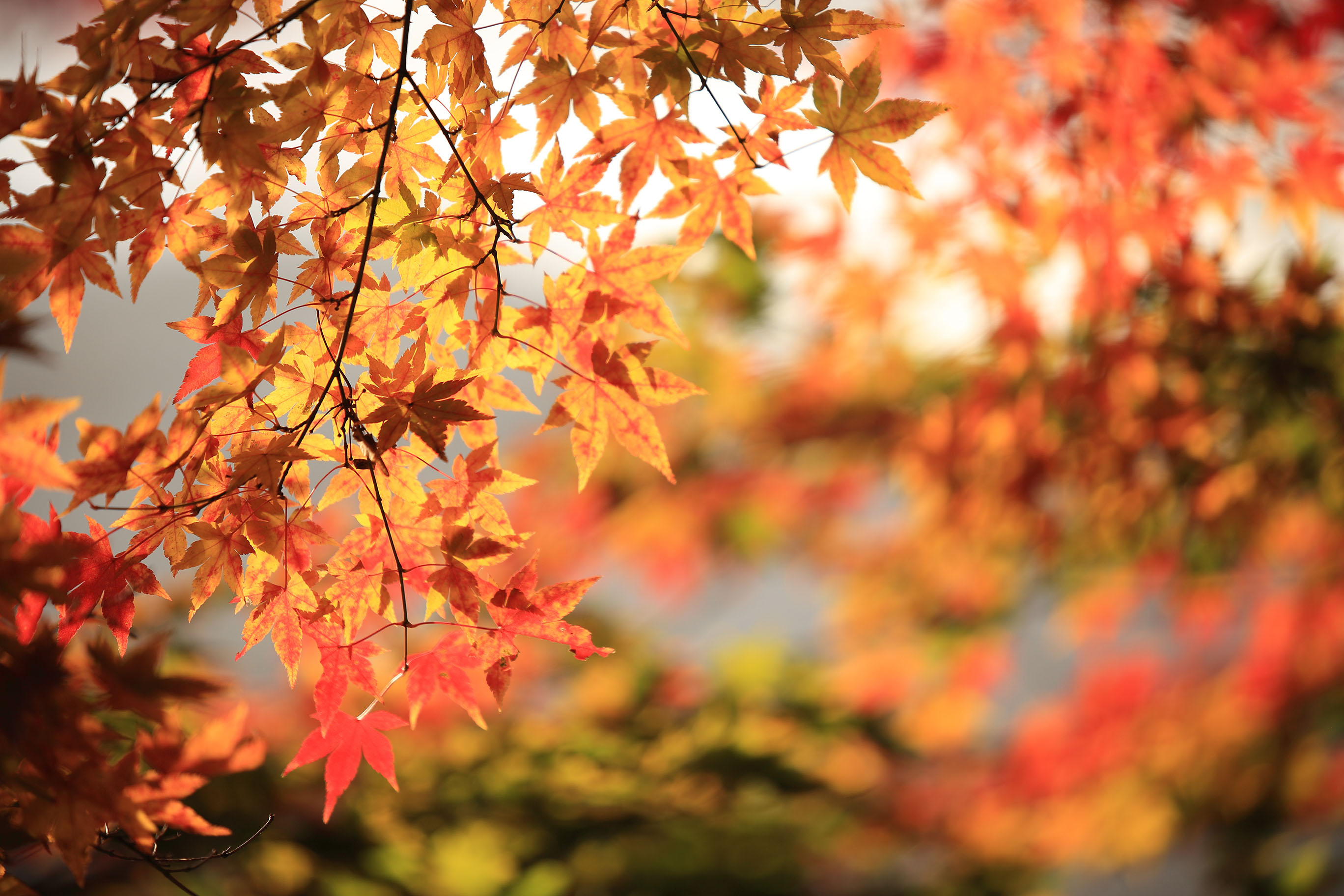 Autumn wildlife | David Domoney | Miracle-Gro