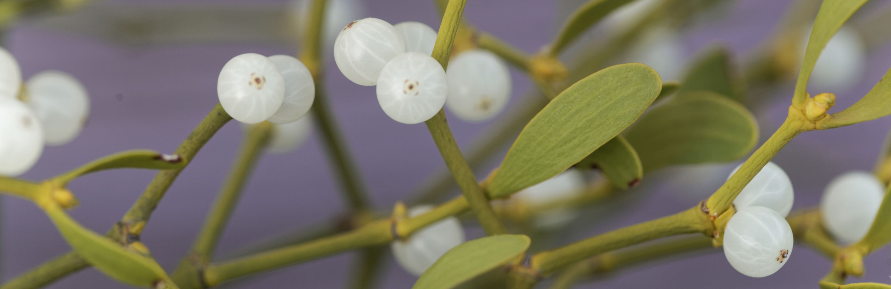  Co się stanie, gdy zjesz owoce jemioły?