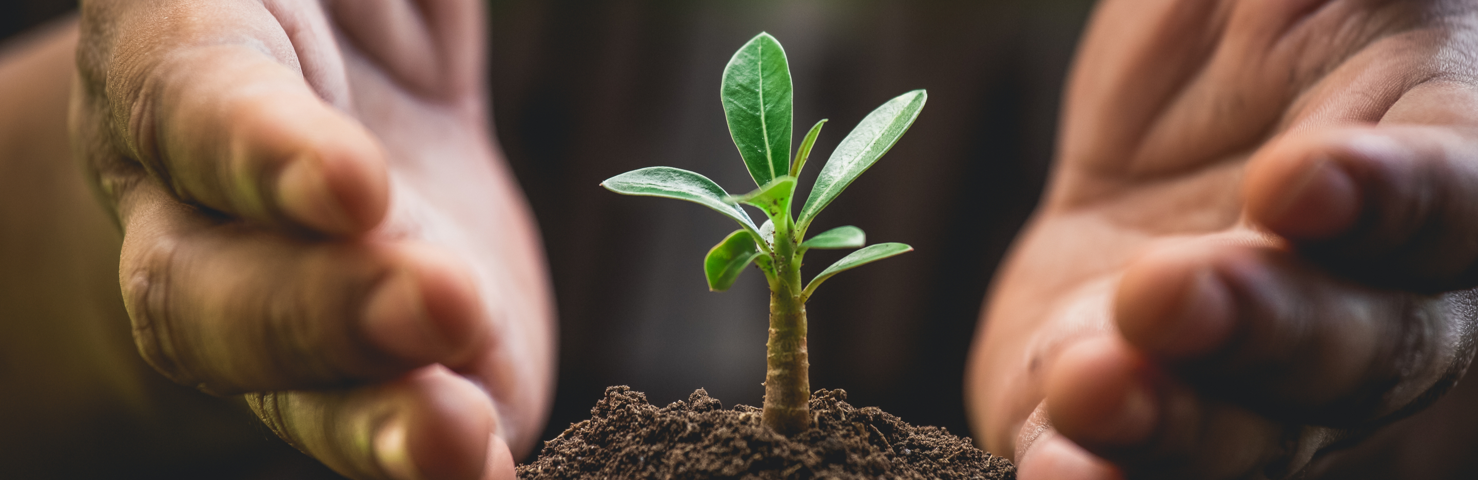 Zrównoważony rozwój - nasze inicjatywy